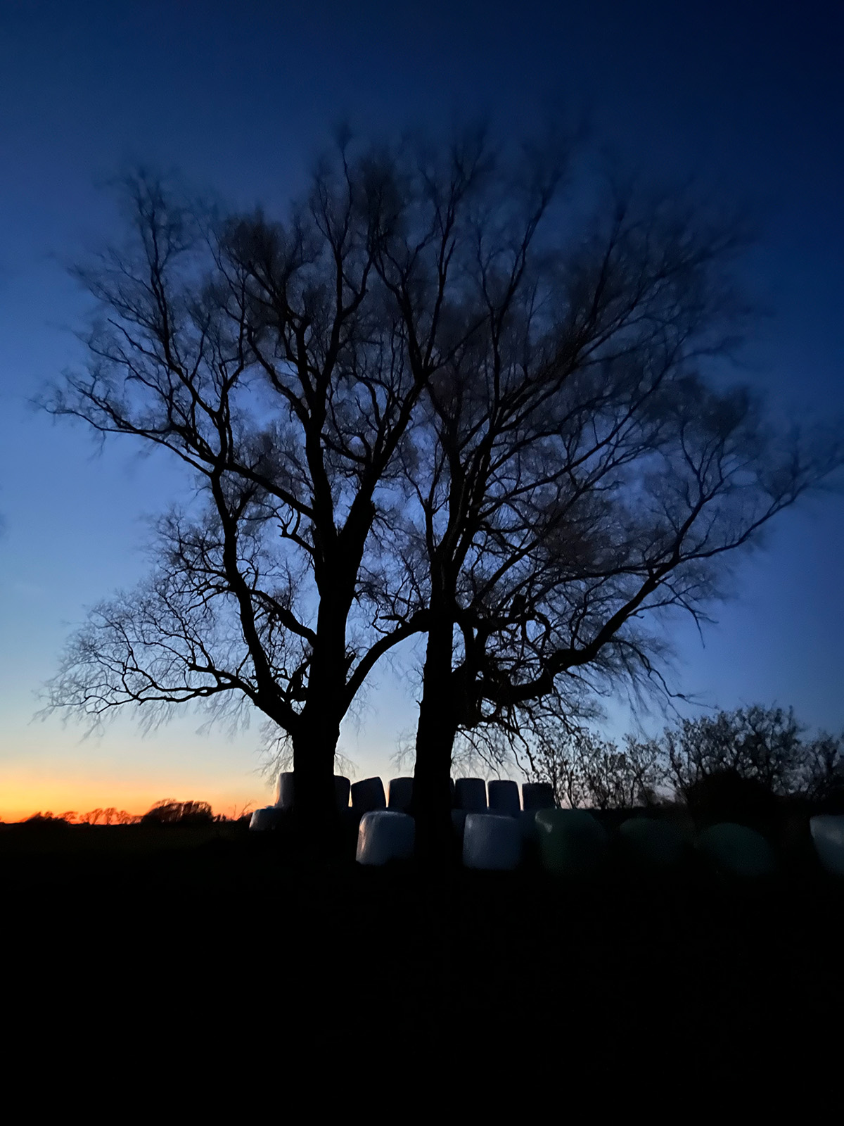 Abendstimmung mit Bäumen