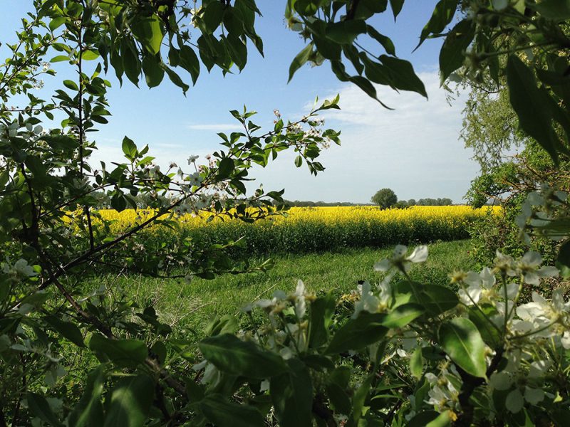 Blick über die Felder, Foto © maike krause